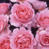 To My Wonderful Wife Rose Bush Gift