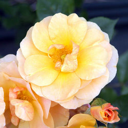 Together Forever Rose Bush Gift - Rose Bush Gift - Tree2mydoor