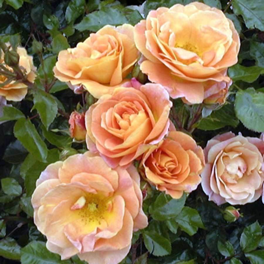 Together Forever Rose Bush Gift - Rose Bush Gift - Tree2mydoor