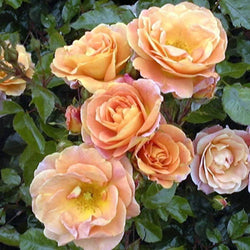 Together Forever Rose Bush Gift - Rose Bush Gift - Tree2mydoor