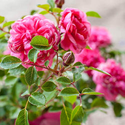 Touch of Glamour Rose Gift - Rose Bush Gift - Tree2mydoor