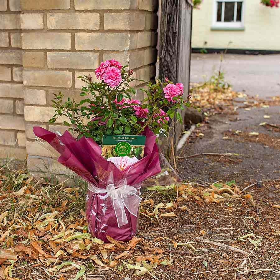 Touch of Glamour Rose Gift - Rose Bush Gift - Tree2mydoor