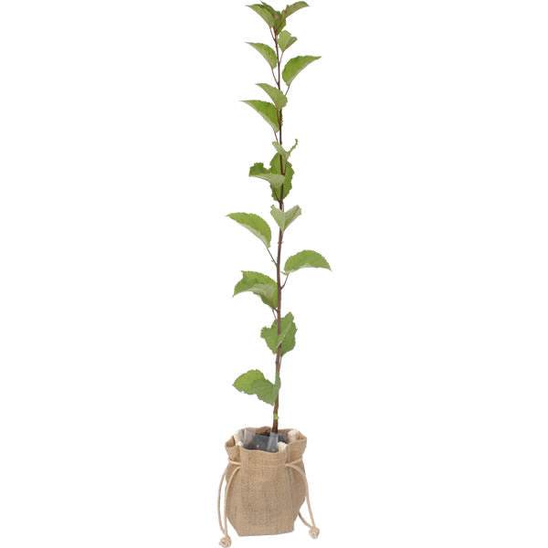 Crab Apple Tree Gift - Native Tree Gift - Tree2mydoor