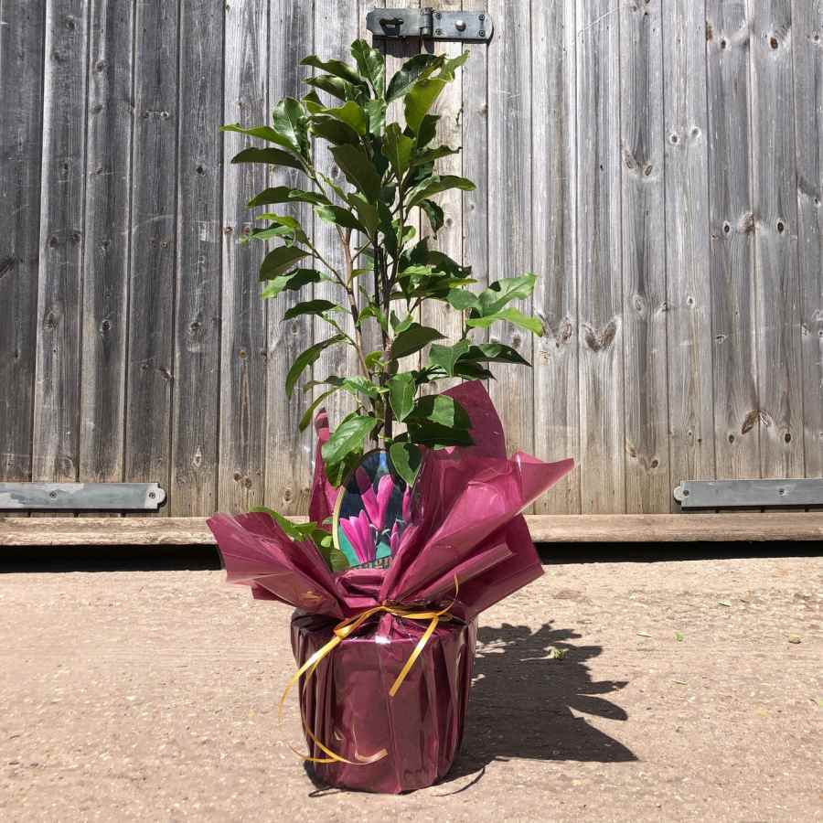 Tulip Magnolia Tree Gift - Flowering Tree Gift - Tree2mydoor