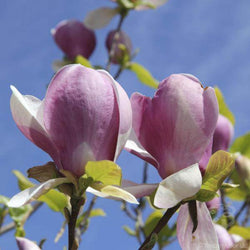 Tulip Magnolia Tree Gift - Flowering Tree Gift - Tree2mydoor