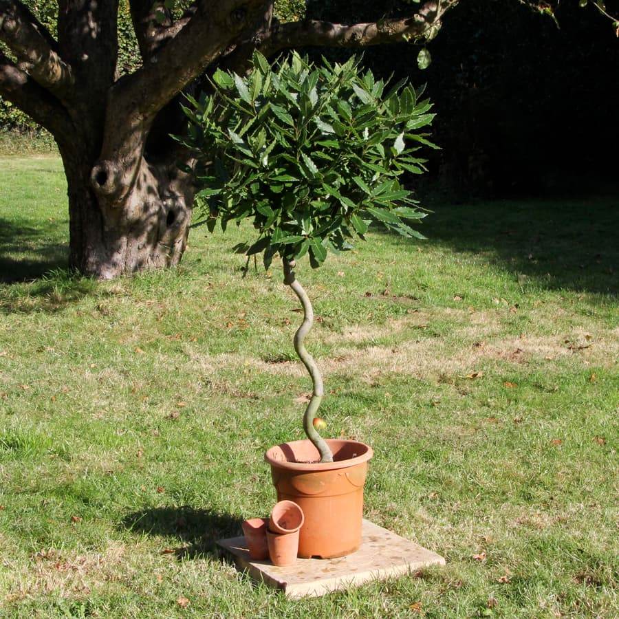 The Twisted Bay Tree Gift Small (5L pot, 50cm height) - Bay Tree Gift - Tree2mydoor