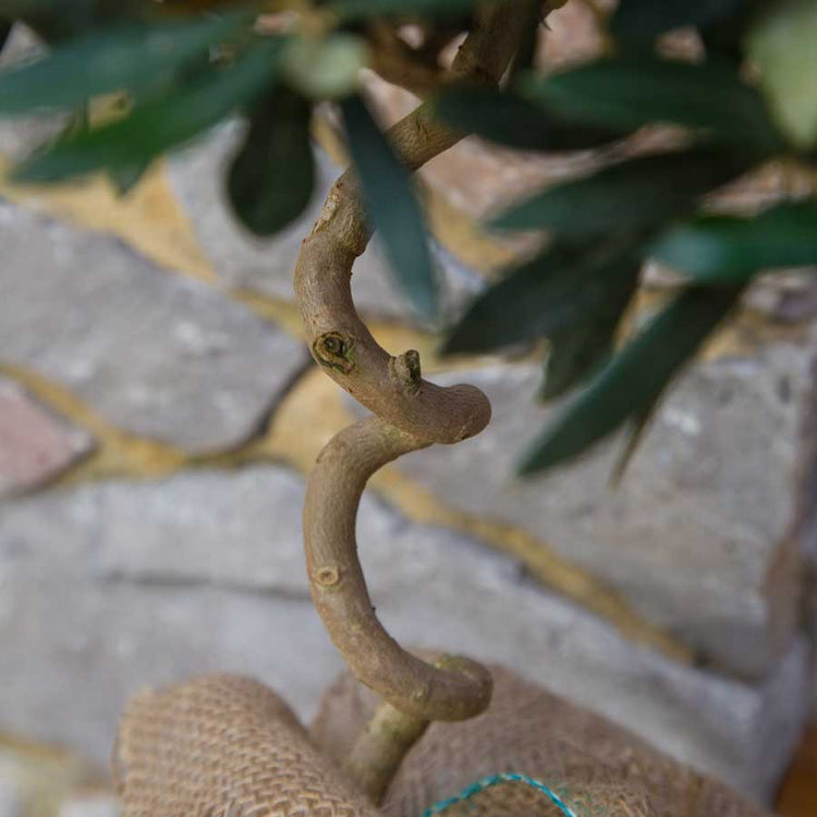Twisted Olive Trees for Sale