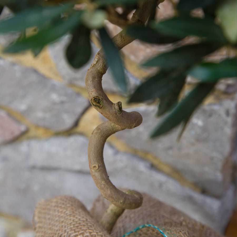 The Twisted Olive Tree Gift Mini (3L pot, 45cm height) - Olive Tree Gift - Tree2mydoor