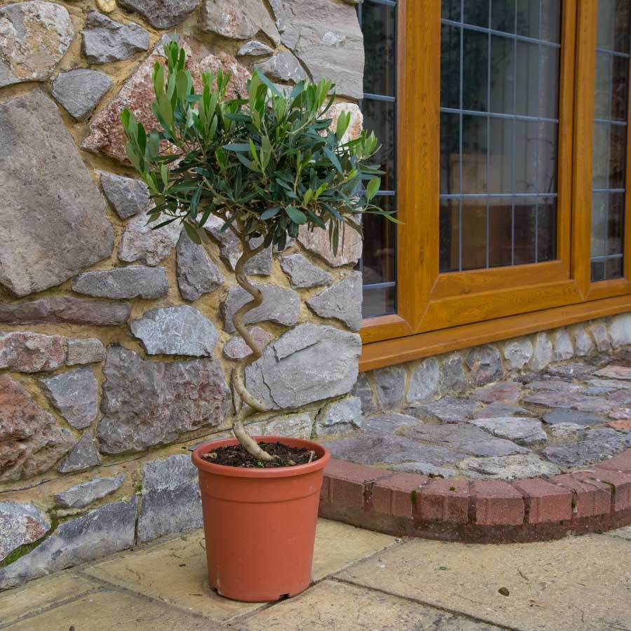 The Twisted Olive Tree Gift Mini (3L pot, 45cm height) - Olive Tree Gift - Tree2mydoor