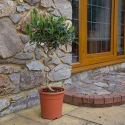 The Twisted Olive Tree Gift Mini (3L pot, 45cm height) - Olive Tree Gift - Tree2mydoor