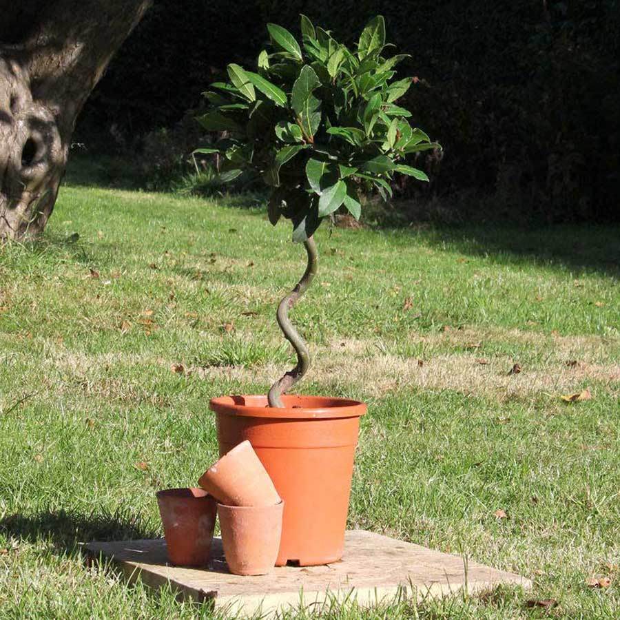 The Twisted Bay Tree Gift Small (5L pot, 50cm height) - Bay Tree Gift - Tree2mydoor