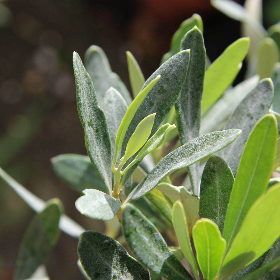 Large Twisted Stem Olive Tree Gift - Olive Tree Gift - Tree2mydoor