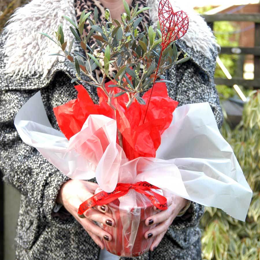 Love Olive Tree Gift - Olive Tree Gift - Tree2mydoor