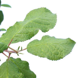 Victoria Plum Tree Gift - Fruit Tree Gift - Tree2mydoor