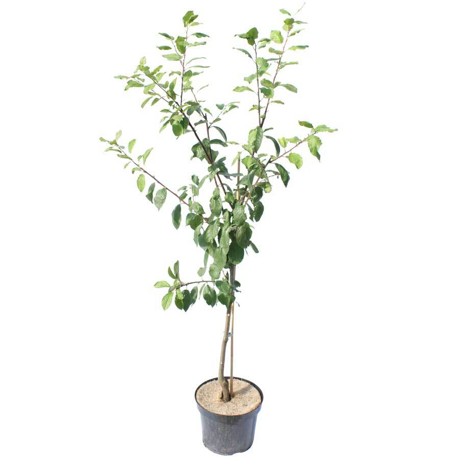 Victoria Plum Tree Gift - Fruit Tree Gift - Tree2mydoor
