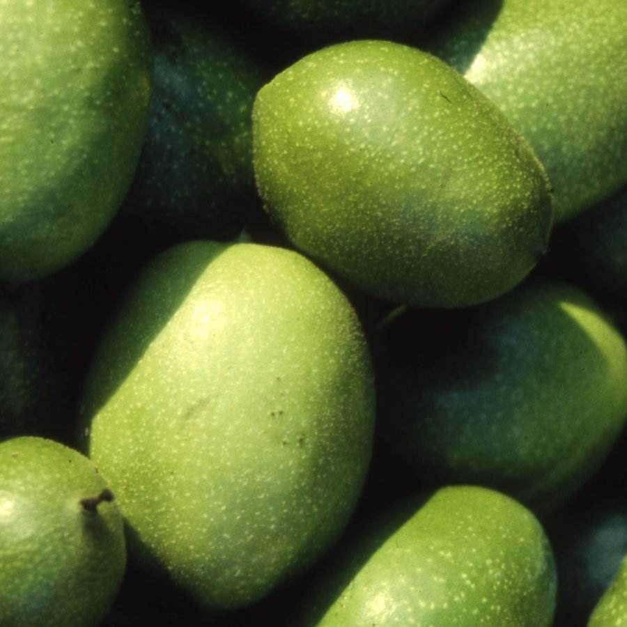 Buy Walnut Broadview | tree gifts that grow UK | Tree2mydoor