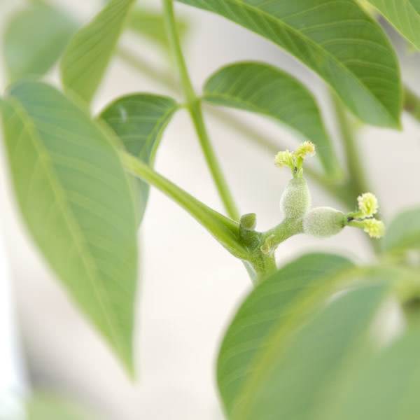 Walnut Tree Gift (4ft) - Gardeners Club - Tree2mydoor