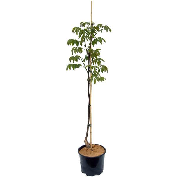 Walnut Tree Gift (4ft) - Gardeners Club - Tree2mydoor