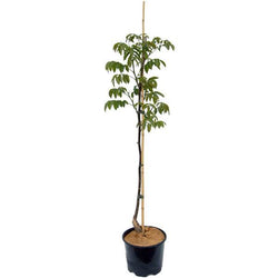 Walnut Tree Gift (4ft) - Gardeners Club - Tree2mydoor