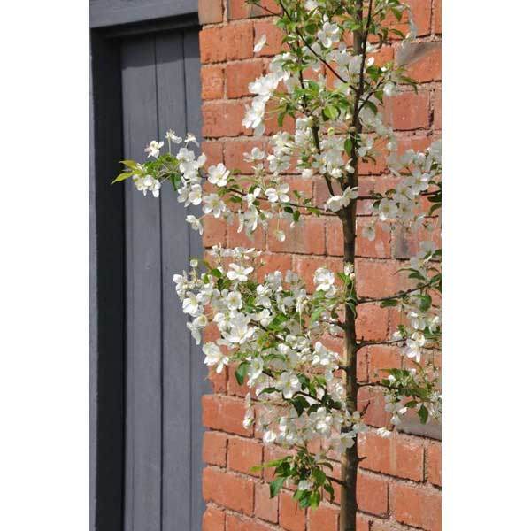 Wedding Bouquet Tree - Gardeners Club - Tree2mydoor