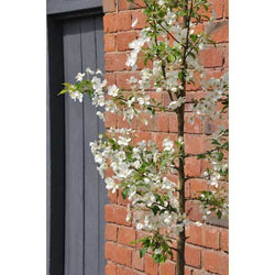 Wedding Bouquet Tree - Gardeners Club - Tree2mydoor