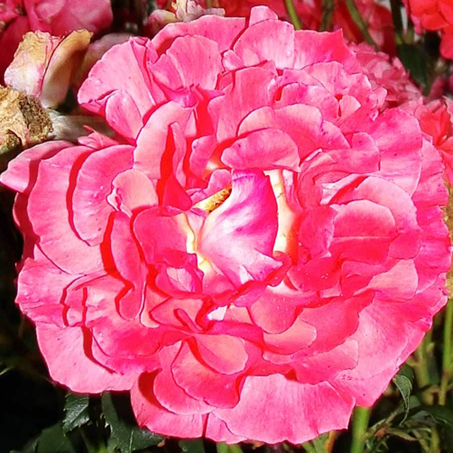 Just Married Rose Bush Gift - Rose Bush Gift - Tree2mydoor