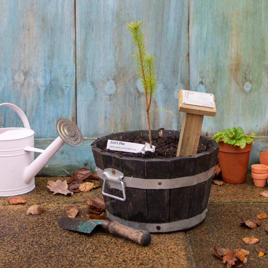 Wedding Tree Gift Pack Tree of Love (Crab Apple) / Plaque - No Engraved Message - Tree Gift Pack - Tree2mydoor