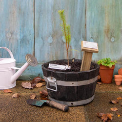 Wedding Tree Gift Pack Tree of Love (Crab Apple) / Plaque - No Engraved Message - Tree Gift Pack - Tree2mydoor