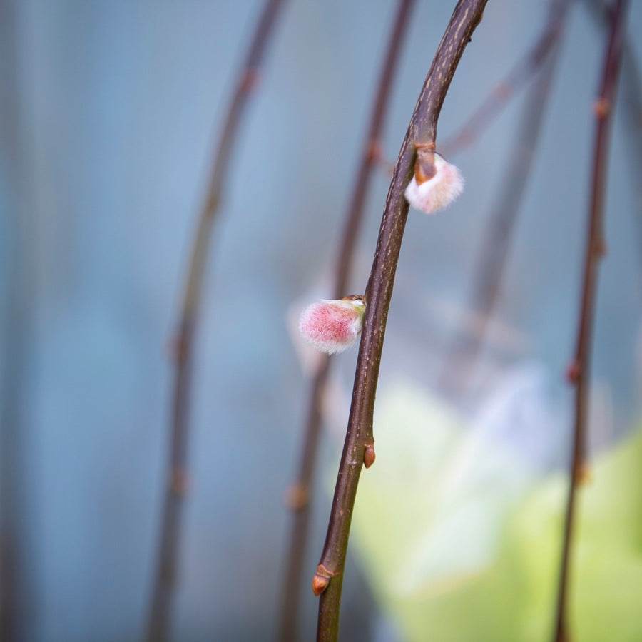 Small Weeping Willow Tree Gift - Native Tree Gift - Tree2mydoor