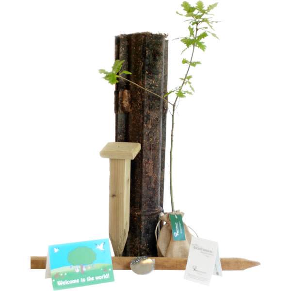 Welcome to the World Tree Gift Pack Tree of Life (Rowan) / Plaque - No Engraved Message - Tree Gift Pack - Tree2mydoor