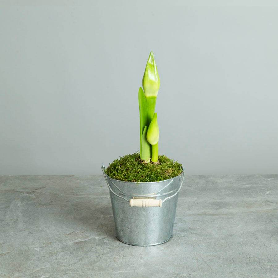 White Amaryllis Gift - Indoor Plant Gift - Tree2mydoor