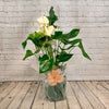 White anthurium plant gift
