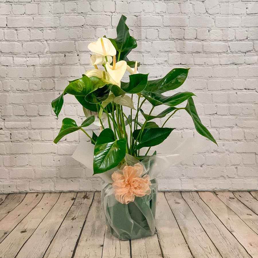 Large Anthurium Plant White - Indoor Plant Gift - Tree2mydoor