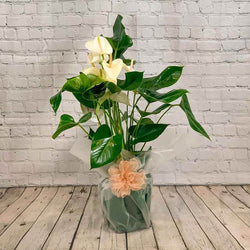 Large Anthurium Plant White - Indoor Plant Gift - Tree2mydoor