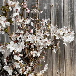 Japanese Alpine Cherry Tree Gift Red - Flowering Tree Gift - Tree2mydoor