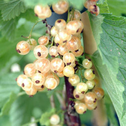 Mixed Currant Plant Box Gift - Fruit Tree Gift - Tree2mydoor