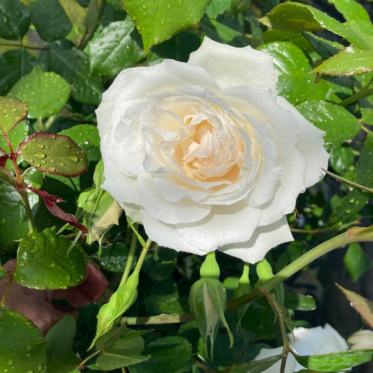 White Favourite Colour Rose Bush gift
