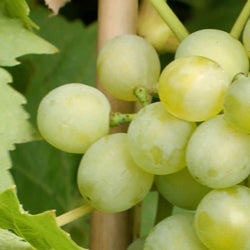 White Grape Vine Gift - Fruit Tree Gift - Tree2mydoor