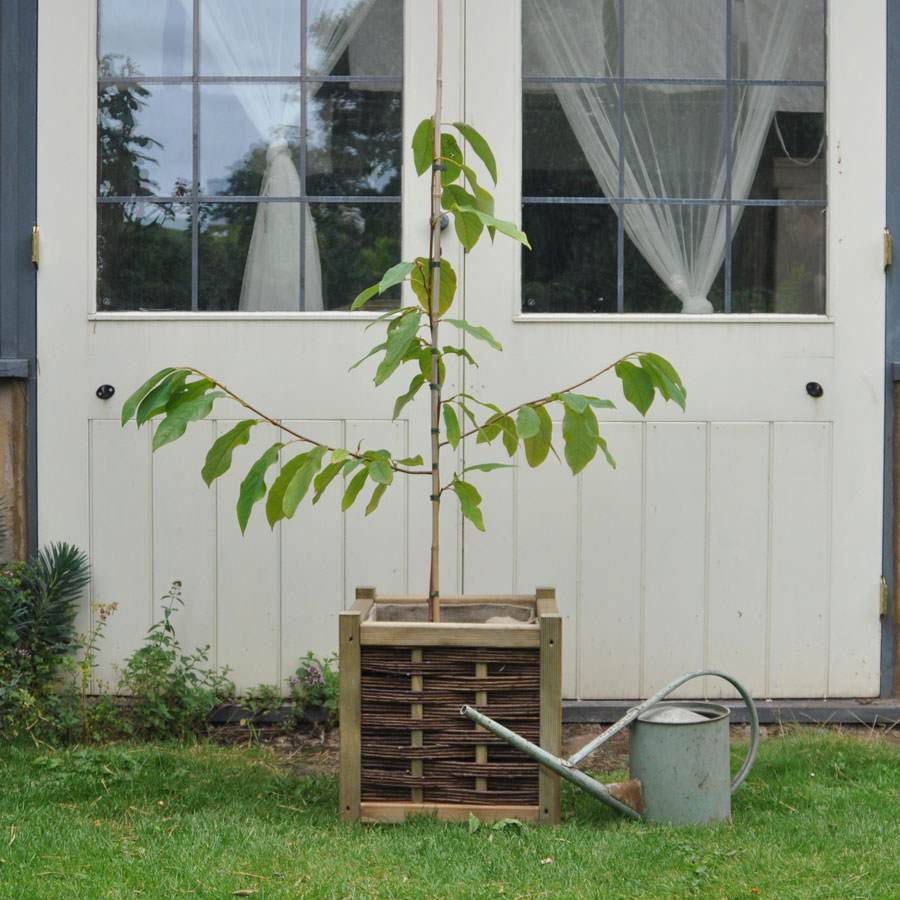 12L White Magnolia 1.5m - Gardeners Club - Tree2mydoor