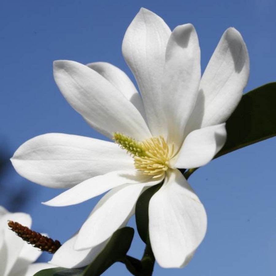 12L White Magnolia 1.5m - Gardeners Club - Tree2mydoor