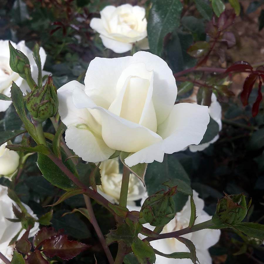 White Wedding Climbing Rose Bush Gift - Rose Bush Gift - Tree2mydoor