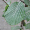 Whitebeam Tree Leaves