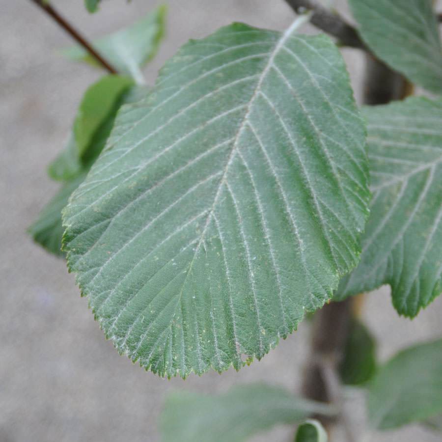 Whitebeam Tree Gift - Gardeners Club - Tree2mydoor