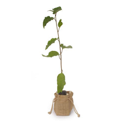 Wild Cherry Tree Gift Sapling (20 to 60cm) - Native Tree Gift - Tree2mydoor