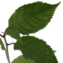 Wild Cherry Tree Gift Sapling (20 to 60cm) - Native Tree Gift - Tree2mydoor