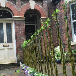 Friendship Willow Hedging Pack Medium (73cm) - Willow - Tree2mydoor