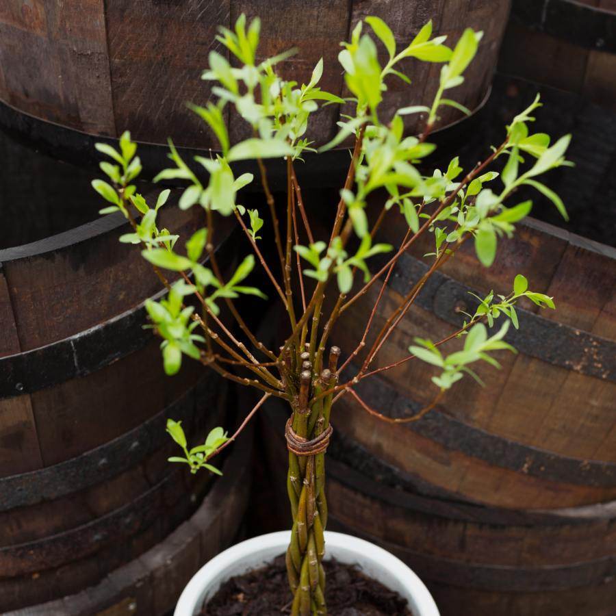 Trio of Willow Wands Gift Medium (73cm) - Willow - Tree2mydoor