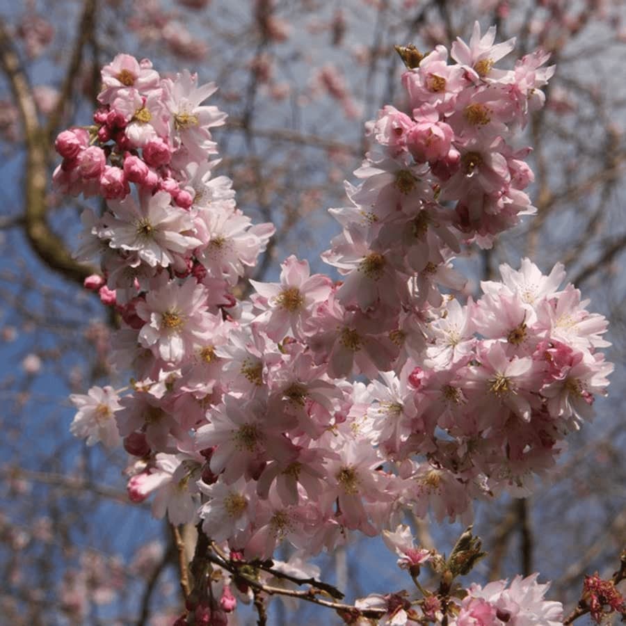 Winter Flowering Cherry Tree Gift | Prunus Autumnalis Rosea