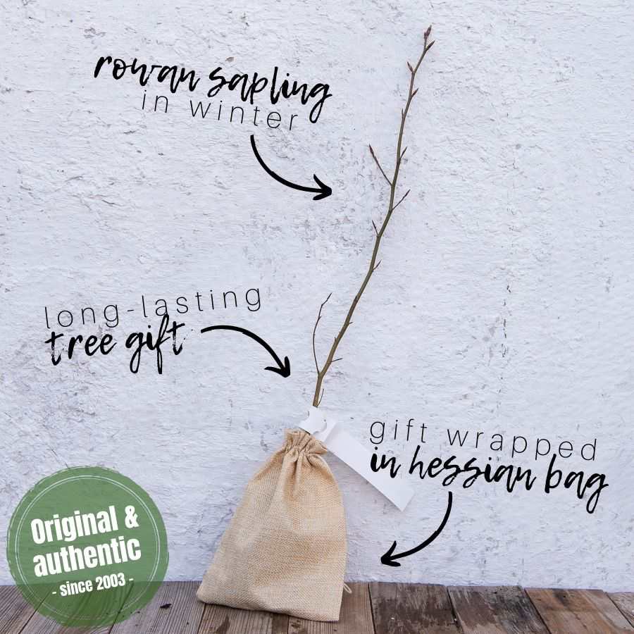 Rowan Tree Gift Sapling (20 to 60cm) - Native Tree Gift - Tree2mydoor
