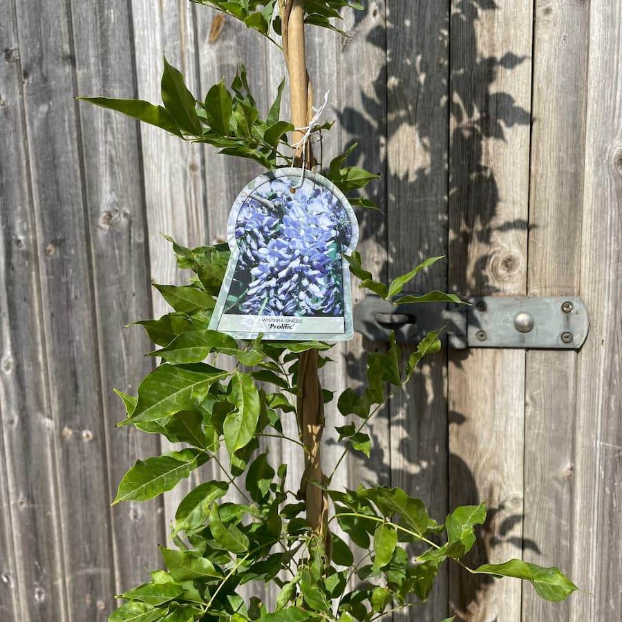 Blue Wisteria Gift - Flowering Tree Gift - Tree2mydoor
